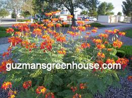 Brighten dad's desk at home or the office with flowers or plants from your las cruces, nm local florist this father's day, jun 19th, 2022. Plants For The Southwest Great Looking Plants Guzmansgreenhouse Com