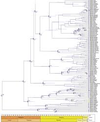 Image result for Grammitis cryptophlebia