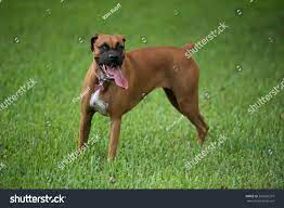 Beautiful Brown Female Boxer Dog Stock Photo Edit Now 569286379