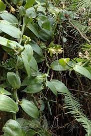 台灣凡尼蘭vanilla somae plants of taiwan 台灣植物資訊整合查詢系統 wild orchid orchids plants