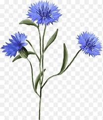 Search for flowers with us. Cornflower Blue Centaurea Montana Bachelor Purple Blue Png Pngegg