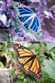 The queen butterfly (danaus gilippus) has white spots on its hind wings, distinguishing it from the monarch. How To Create Your Own Colorization Optical Illusion Fake Animals Real Butterfly Monarch Butterfly
