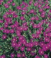 Carpobrotus edulis, native to south africa, and invasive in australia, california in the us, and the mediterranean. 6 Pack Coopers Ice Plant In Tray L5685 In The Ground Cover Department At Lowes Com