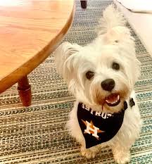 Harley would like to invite everyone to come check out this wonderful group  Westie Wellness Advice Group!  https://www.facebook.com/share/g/1948KAopmz/?mibextid=wwXIfr