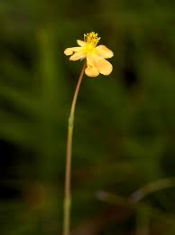 Image result for Hypericum lalandii