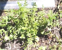 Image result for Grangea anthemoides