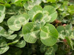 Dry and shady sites are not ideal conditions for growth. Is Clover A Weed What Does It Look Like Clover Identification Guide