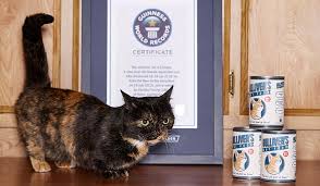 Within the cats owned by my family, my wife's and us as a married couple, the longest lived were fonzie (seal point) and tiger (lilac point). Cats Guinness World Records