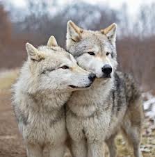 To get them the attention their cute and cuddly looks truly deserve, bored panda has collected a heartwarming list of fuzzy. Beautiful Sweet Cute Wolf Dog Wolf Spirit Animal Beautiful Wolves