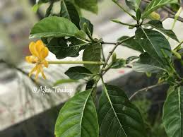Image result for Gardenia resinifera