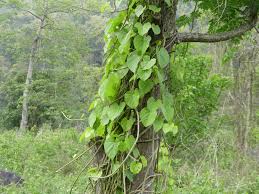 Image result for Tinospora fragosa