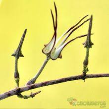 Image result for Ceropegia monteiroae