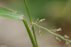 Image result for Steinchisma laxum