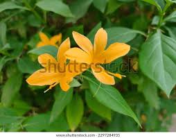 Image result for Barleria pretoriensis