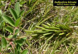 Image result for Indigofera hirsuta