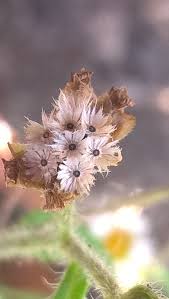 Image result for Sesamum parviflorum