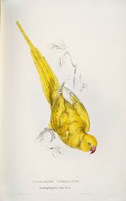 Illustrations Of The Family Of The Psittacidae Or Parrots Palaeornis Torquatus Roseringed Parrakeet Yellow Variety Parrots Art Parrot Painting Bird Prints