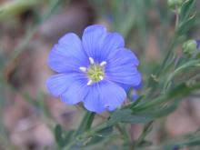 Image result for Linum volkensii