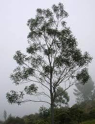 Image result for Acacia mearnsii
