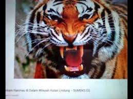 Jika poppy amalia menganalisis ekspresi nagita slavina, pakar ekspresi lainnya, kurdi, membahas sikap raffi ahmad dalam videonya tersebut. Harimau Vs Anaconda Perbandingan Dan Pertarungan Youtube