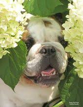 Roses Are Red Violets Are Blue If I Stay Really Still There S A Chance I Ll Scare U Bulldog Bulldog Puppies English Bulldog