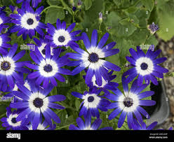 Image result for Cineraria deltoidea