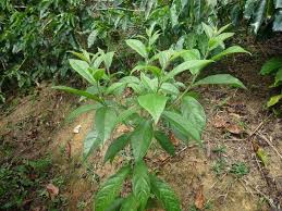 Image result for Cordia sp.A.