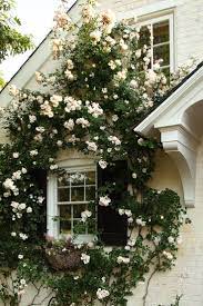 New Dawn Rose Farmerorgardener Climbing Roses Dream Garden Beautiful Gardens