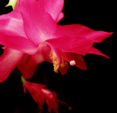 Poinsettias and christmas cactus both bloom red and of course snow is white. Christmas Cactus In The Night Night Flower And Night Lig Flickr