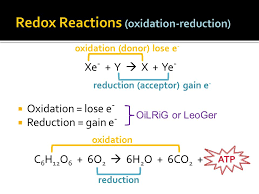 Label the reactants and products. The Summary Equation Of Cellular Respiration The Difference Between Fermentation And Cellular Respiration The Role Of Glycolysis In Oxidizing Ppt Download