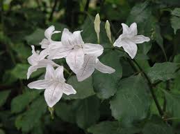 Image result for Mackaya