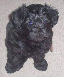 The yorkie poo's coat can be curly, wavy or straight, and its texture is on lighter side and often silky. Silky Terrier Toy Poodle Hybrid Poolky Silky Terrier Cute Little Puppies Terrier Poodle Mix