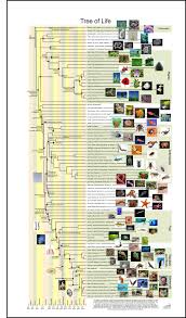 The Tree Of Life Human Evolution Tree Tree Of Life Tree Of Life Evolution