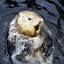 See more ideas about vancouver aquarium, public aquarium, stanley park. Sea Otter Cleaning Face At The Vancouver Aquarium Stock Photo Picture And Royalty Free Image Image 4635372