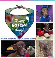 Pin By Lourdes Guija Calderon On Tea Cup Deer Head Chihuahua Introducing My Gidget Aka Gigi Max Gotcha Day Chihuahua Chihuahua Dogs