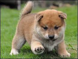 You will find dogs for sale and puppies for adoption in our listings. Shiba Inu Puppy For Sale In Cleveland Ohio Classified Americanlisted Com