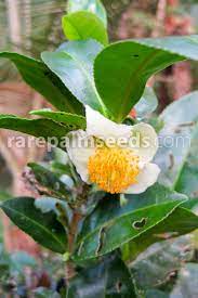 Camellia Sinensis Tea Plant Buy Seeds At Rarepalmseeds Com
