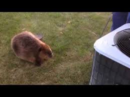Beavers can become extremely destructive in some environments, making proper beaver management necessary. Beaver In My Backyard Youtube