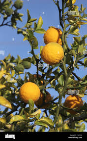 Image result for Citrus trifoliata