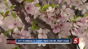 Maybe you would like to learn more about one of these? 21 Riverfront Park Cherry Blossom Trees To Be Relocated For Nfl Draft