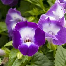 Image result for Torenia thouarsii