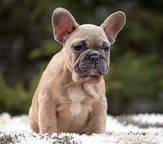 Lucky for all frenchie owners, these bulldogs are generally a clean breed. French Bulldog Allergy Archives French Bulldog Breed