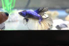 9 отметок «нравится», 0 комментариев — betta paradise (@bettaparadisepl) в instagram: Paradise Betta What Is My Betta Actually Betta Fish Forum 298089