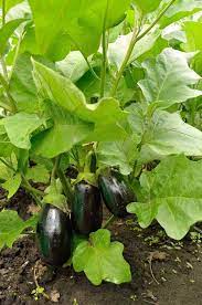 Size does not matter, they are good from fist size up until the gloss fades. How To Grow And Care For Eggplant Gardener S Path