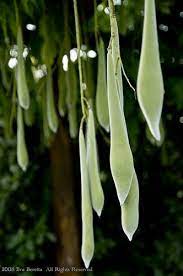 Wisteria Seed Pods Seed Pods Seeds Flower Seeds