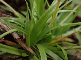 Image result for Eriocaulon truncatum