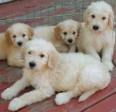 For more information and the application process email at. Goldendoodle Hypoallergenic Designer Dogs F1 F1b Puppies Info Faqs