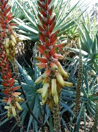 Image result for Aloe lutescens