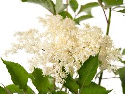 Bei mir hat übrigens ein holunder letzes jahr im spätsommer noch mal blüten angesetzt ich hatte den busch vorher ziemlich radikal geplündert für holunderblütenlikör. Schwarzer Holunder Sampo Sambucus Nigra Sampo Gunstig Online Kaufen