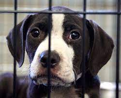 I don't remember signing up! You Can Help Save Animals Today Aspca